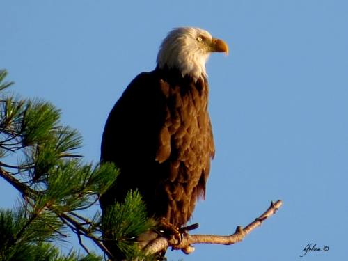 Moosehead Lake Eagle by Karen Folsom